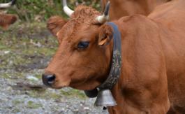 Haute-Savoie : des résidents lancent une pétition contre les cloches des vaches